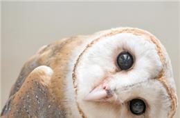 “O que comem as corujas?” em Castro Verde