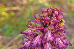 Cadernos da Biodiversidade: Himantoglossum Robertianum (Orquídea)