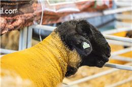 “Todo o Alentejo deste mundo” regressa amanhã à 42.ª Ovibeja