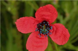 Cadernos da biodiversidade: Papoila-ouriçada (Papaver hybridum)
