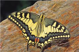 Cadernos da biodiversidade: Papilio machaon