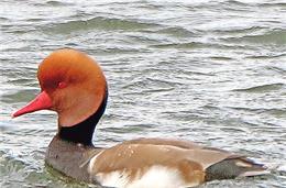 Cadernos da Biodiversidade: Pato-de-bico-vermelho (Netta rufina)