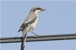 Cadernos da biodiversidade: Picanço-real  (Lanius meridionalis)