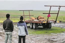 Agricultores e produtores do “Campo Branco” apreensivos com campanhas deste ano