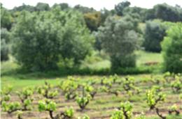 A Elite Vinhos e a Quinta do Paral nobilitaram a casta Perrum