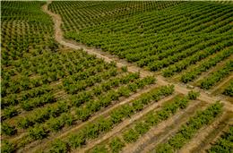 CAP reúne-se com agricultores em Beja  para abordar “questões” sobre a região