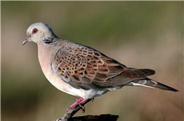 Cadernos da Biodiversidade: Streptopelia Turtur (Rola-Brava)