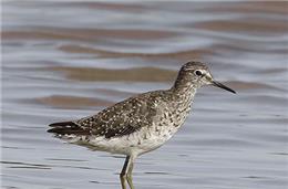 Maçarico-bastardo (Tringa glareola)
