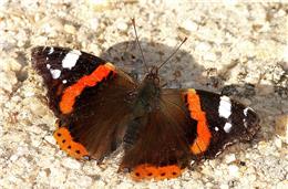 Cadernos da Biodiversidade: Vanessa Atalanta (Borboleta)