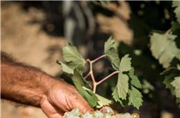 Vinho, gastronomia e cante em destaque no Vidigueira Vinho