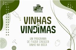 Câmara de Vidigueira promove 'Vinhas e Vindimas'