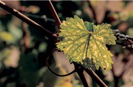 Verdelho: Casta oriunda das ilhas atlânticas mostra os seus atributos no Alentejo