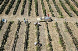 “Mondadeiras”: um vinho que homenageia o cante e as tradições alentejanas