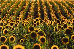 ZERO contesta avaliação ambiental  de central solar em Ferreira do Alentejo