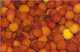 Ourique: uma semana em torno do medronho