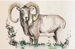 A Caça – História, Cultura e Recurso