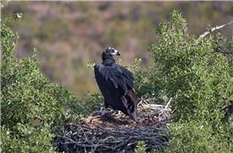Contenda: Paisagem alentejana é palco para descobrir aves