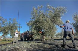 Rede europeia quer certificar produção agrícola