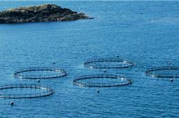 DA/Ciência com Impacto: 'Aquacultura garante produção de alimentos a preço justo'