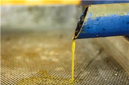 Produção de azeite em Portugal deverá cair 20 por cento neste ano