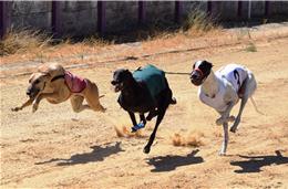 A capital dos galgos