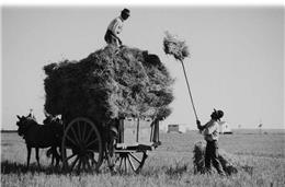 Os campos do Baixo Alentejo na década de 1950 revisitados
