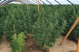 Aljustrel: Empresa faz primeira venda de canábis medicinal