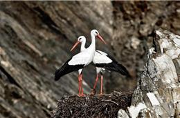Destruição de habitats ameaça diversas espécies de aves