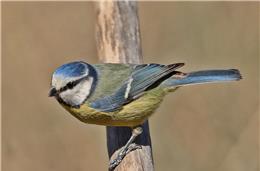 Cadernos da Biodiversidade: Chapim-azul (Cyanistes caeruleus)