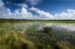 Os charcos estão a desaparecer do sudoeste
