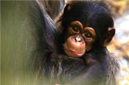 DA/Ciência com Impacto: Deflorestação ameaça de extinção gorilas e chimpanzés