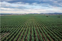 Alqueva: agente de mudança  da região com forte contributo  para a economia nacional