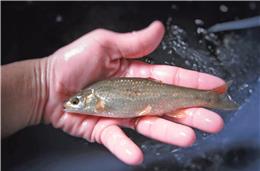 Será que o escalo do Mira se extinguiu para sempre?