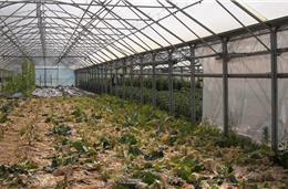 PSD questiona Governo sobre imigrantes no Mira