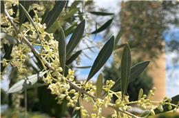 Moura assinala feriado municipal de hoje até terça-feira