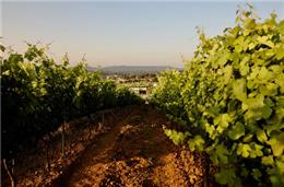 Turismo de Portugal investe em promoção do enoturismo