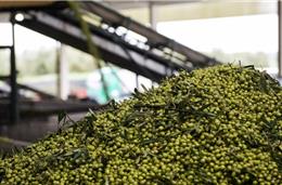 Olivum perspetiva 'campanha recorde' de azeite