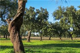 Sobreiro vai ser protagonista de quatro bandas desenhadas em Odemira