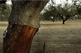 Menos 10 mil hectares de montado de sobro no Alentejo