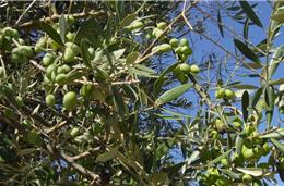 Culturas intensivas dividem agricultores e ambientalistas
