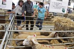 Covid-19: Ovibeja vai regressar em abril de 2022