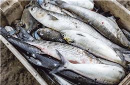 Festival do Peixe do Rio regressa neste fim de semana ao Pomarão