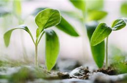 Novo laboratório vai desenvolver pesticidas biológicos