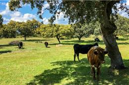 Projeto Life quer adaptar montado à mudança climática