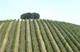 Empresa desenvolve aplicação a pensar no enoturismo