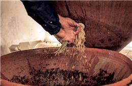 Semana de São Martinho com atividades em várias adegas da região