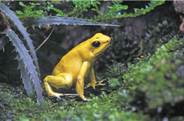 A extinção do sapo-dourado