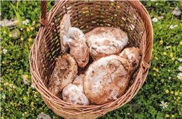 Festival da Silarca está de regresso à aldeia de Cabeça Gorda