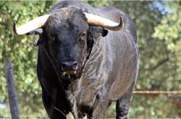 Tauromaquia exige apoio contra prejuízos de 5 milhões