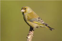 Cadernos da Biodiversidade: Chloris Chloris (Verdilhão)